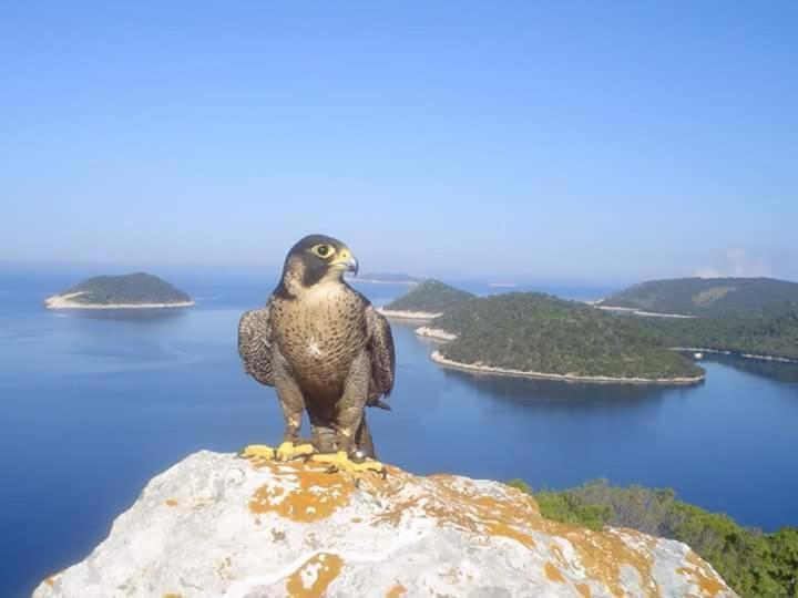 Dragovoda Bay Uble Εξωτερικό φωτογραφία